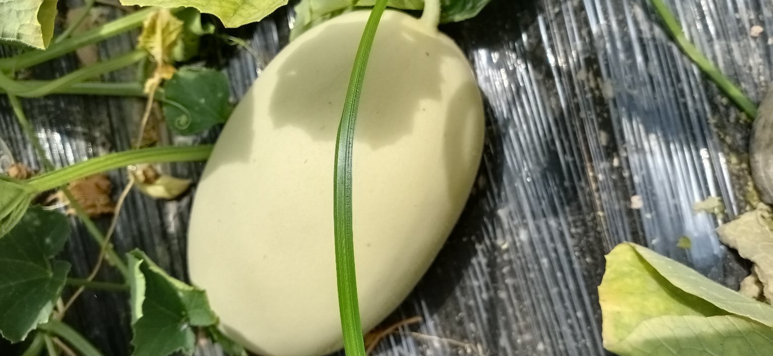 东南瓜整体外观特写