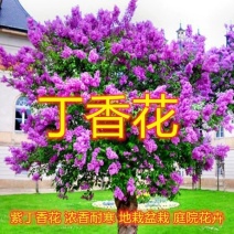 丁香花树苗紫丁香花苗盆栽地栽南方北方耐寒浓香开花绿植庭院