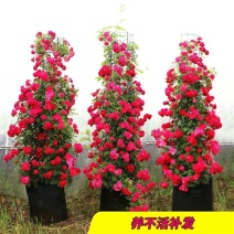 木香花苗盆栽爬藤植物浓香甜蜜红木香四季开花庭院花