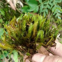 凤尾苔藓-大叶凤尾藓