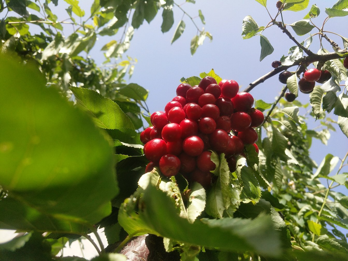 红灯樱桃树挂满鲜红果实