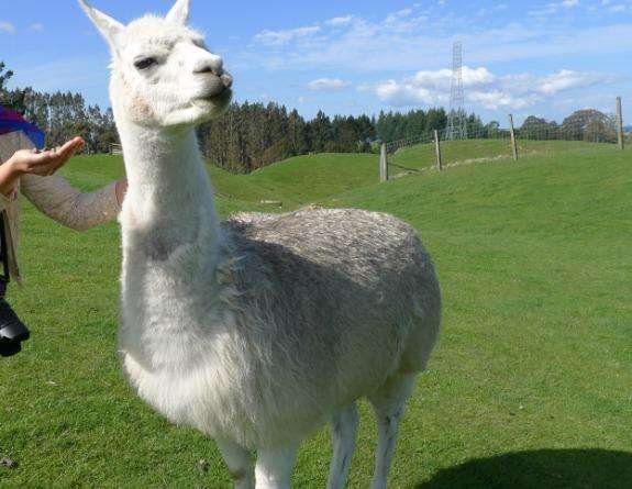 一只羊驼在农场中与游客互动,背景为绿草地和围栏,显示其在现代养殖环境中的生活状态 羊驼在农场中与游客互动