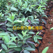 番石榴苗珍珠白肉红心芭乐红宝石番石榴苗杯苗