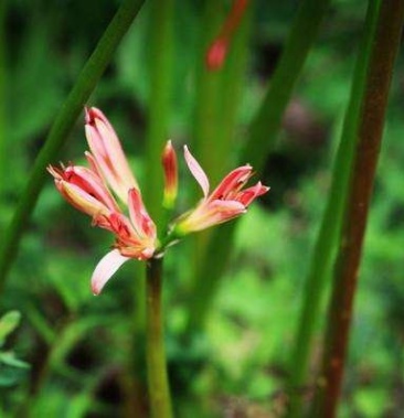 彼岸花種球盆栽曼珠沙華種子盆栽四季曼陀羅花卉綠植石蒜種根