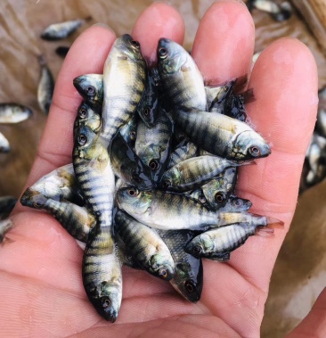 海南1号罗非鱼苗长得快肉质厚长途运舒方便容易活成长快