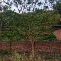 蓝花楹，四川宜宾蓝花楹出售基地可视频看货