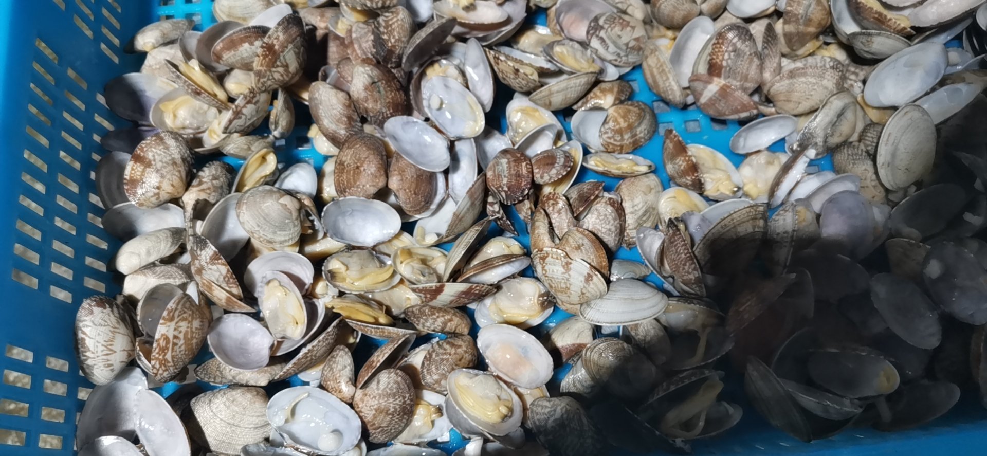 一个白色瓷盘中堆放着数十只新鲜花蛤,外壳湿润有光泽,部分微微张开露出橘黄色闭壳肌,背景为干净的菜市场台面,旁边放有葱姜和柠檬片,体现家庭烹饪前的准备场景 市场中新鲜花蛤的特写展示