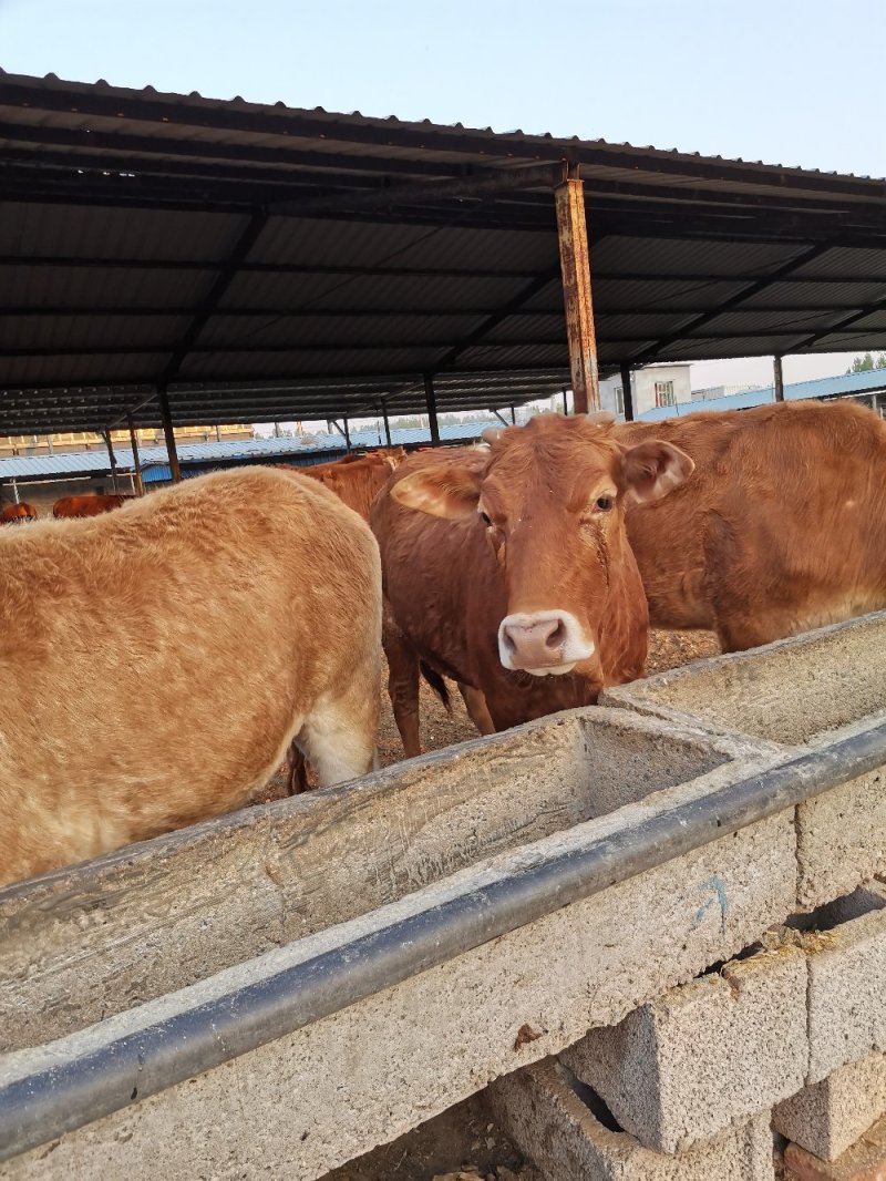 最新公积金取现黄牛方法分析(最方便真实的临沧公积金提取黄牛有风险吗方法)