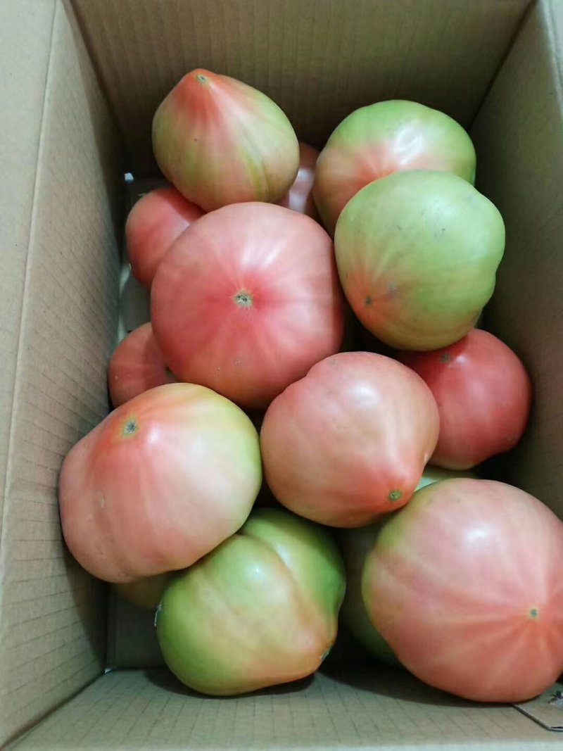 天津东丽区西红柿 8