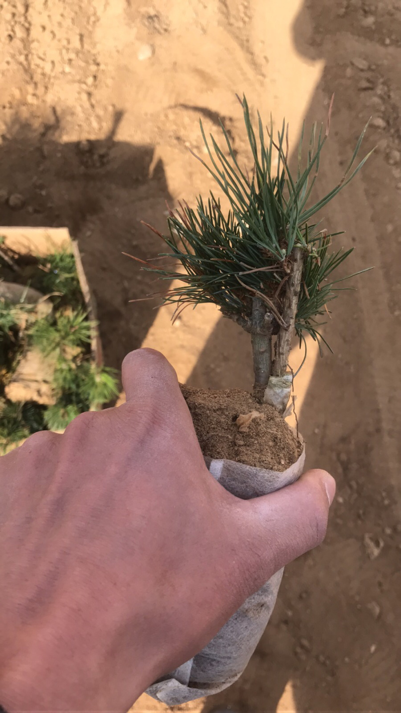 山东日照东港区松树苗 6.00元/棵五针松小苗 五