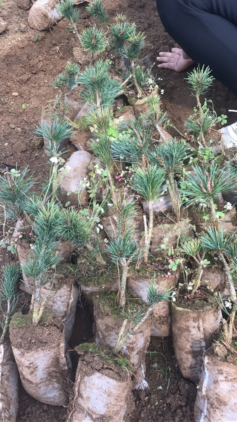 山东日照东港区松树苗 6.00元/棵五针松小苗 五