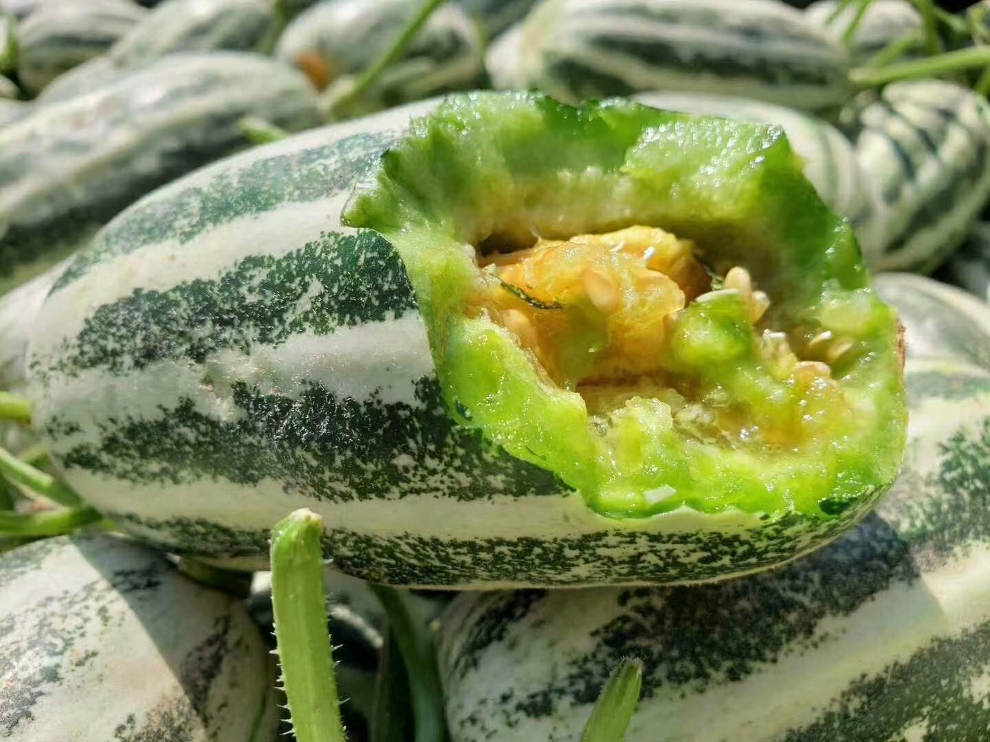 羊角蜜甜瓜特写