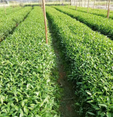 农家基地种植草珊瑚苗便宜卖