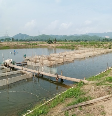 广东江门新会澳洲龙虾基地,供应5到8公分大苗,成活率高!