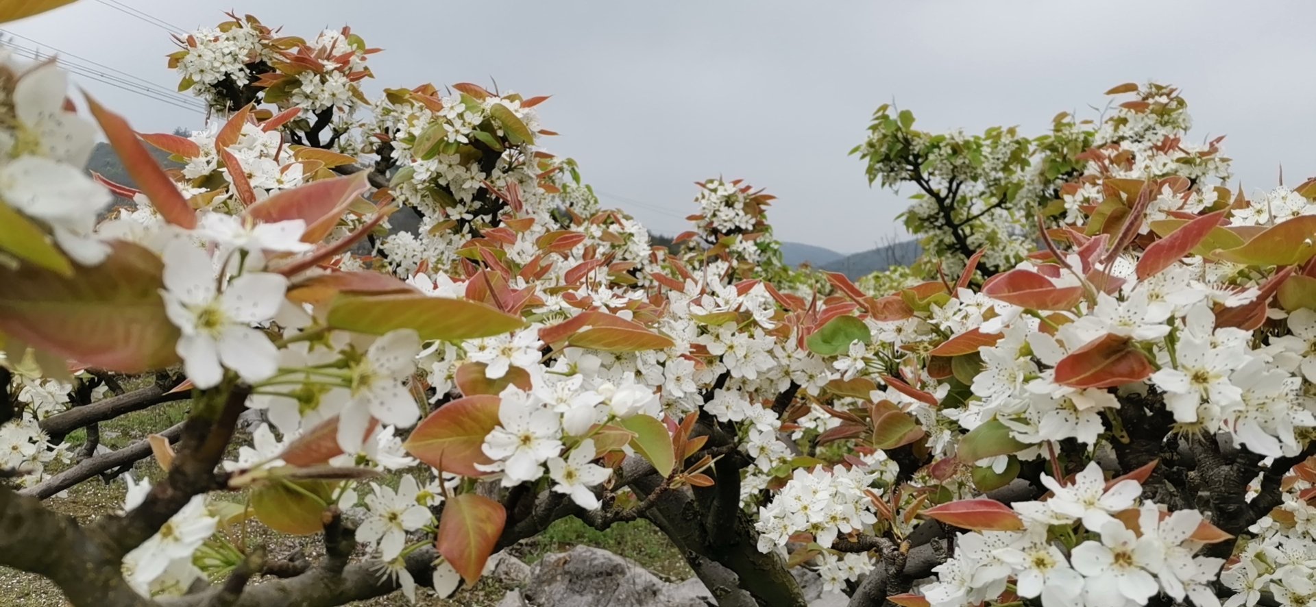 梨树叶片与花序对比图