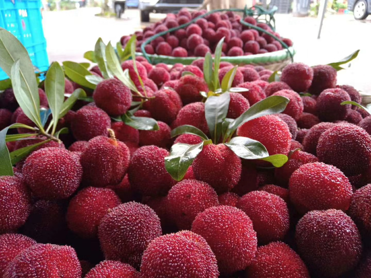 信息图表风格的画面,中心为一颗剖开的东魁杨梅,周围环绕标注其主要营养成分:花青素、维生素C、杨梅黄酮、有机酸、多糖等,配有简要功能说明,整体设计简洁专业,适用于科普宣传 东魁杨梅营养成分示意图