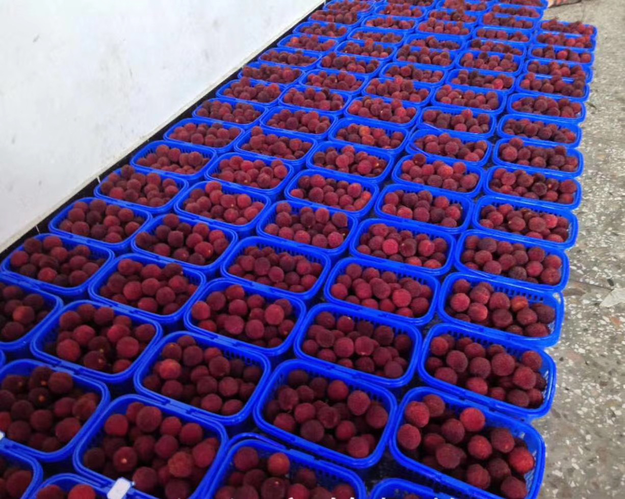 高楼镇杨梅分拣包装车间