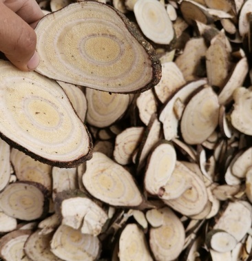 土甘草,产地广西可以大量批发