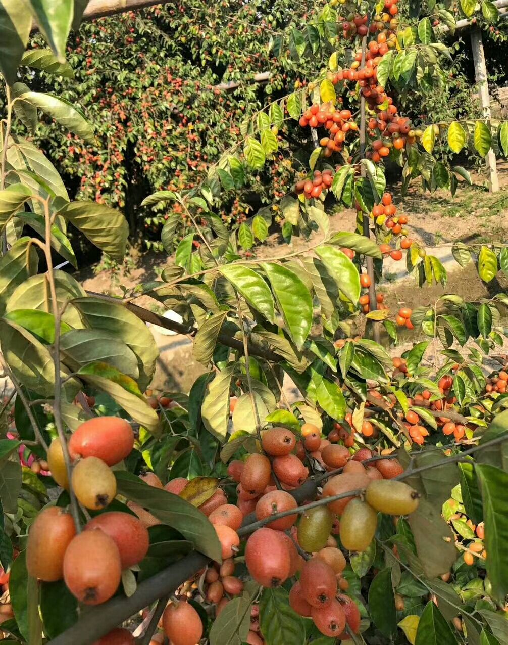 纯甜大果型羊奶果苗,德2改良嫁接苗,南北方均可种植苗