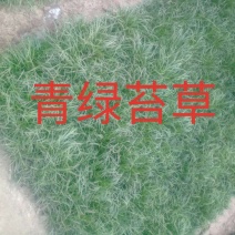 青绿苔草，大量有货，基地直销，质量保证常年供应各种观赏草
