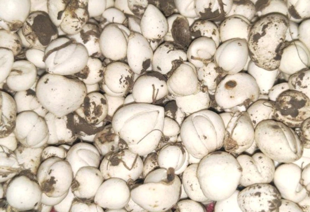 川贝母与平贝母对比图