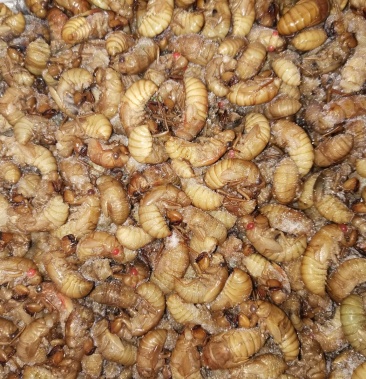 金蝉小金蝉一手货源