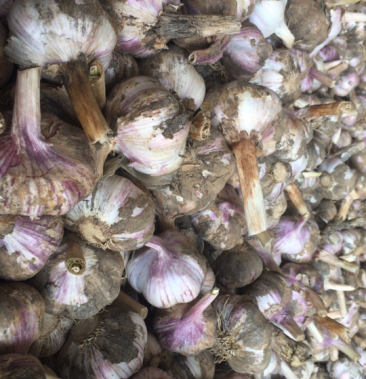 [大蒜批发]河南开封红皮大蒜价格1.80元/斤 - 一亩田