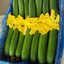 鲜花丝瓜
