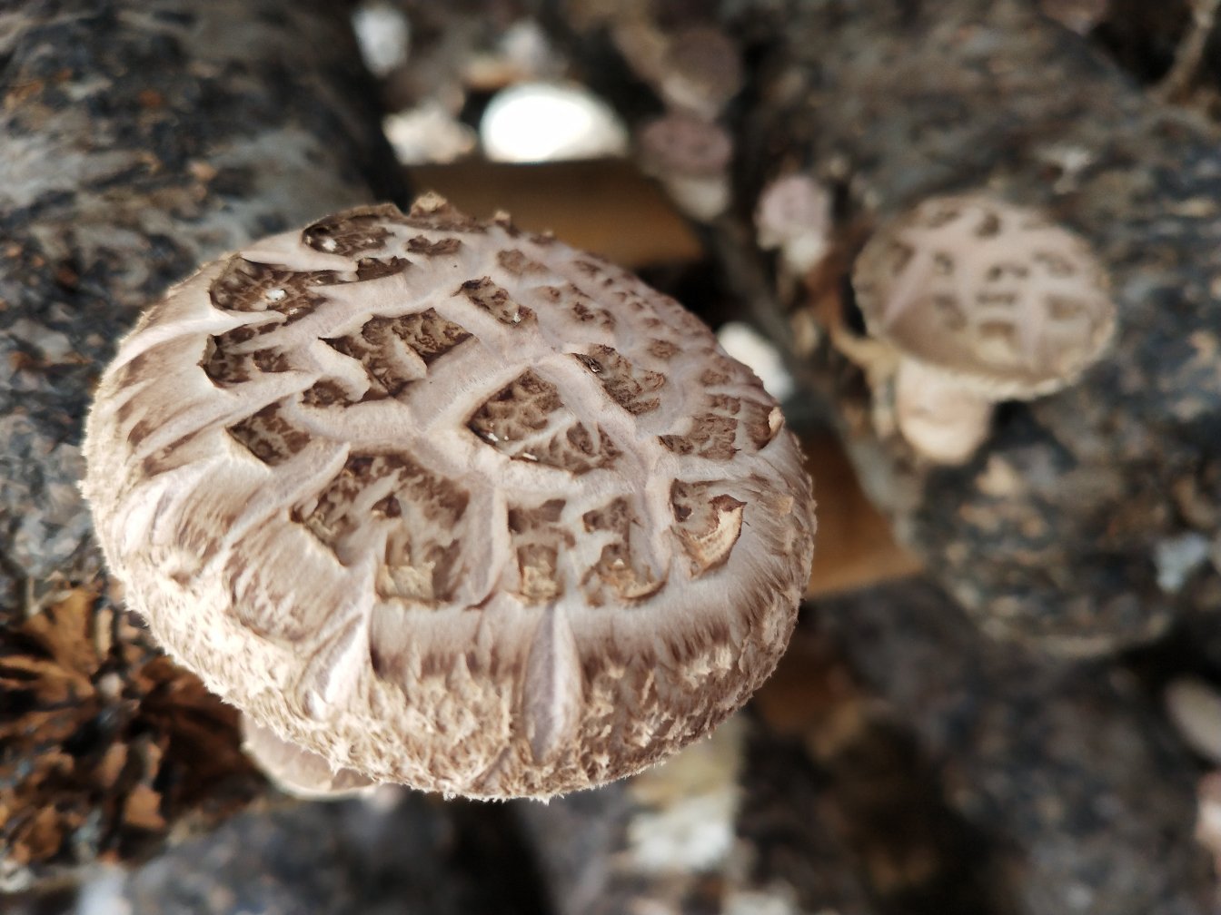 茶树菇的自然生长环境