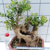 小叶红芽赤楠盆景树桩熟桩赤兰红杨老桩阳台绿植盆栽植物室内