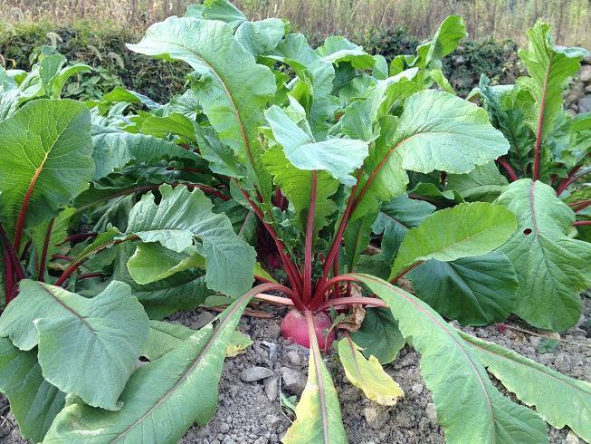 红皮萝卜田间生长实景图