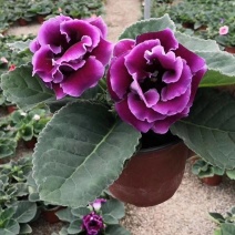 大岩桐盆栽芙蓉花大颗重瓣大岩桐多色混搭