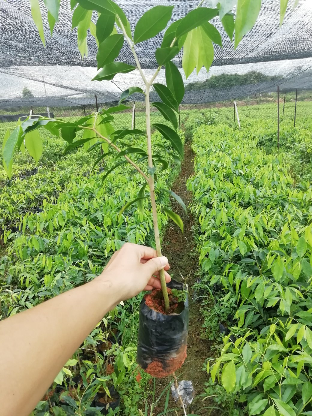 一代奇楠沉香苗虎斑棋红金猊糖结油叶子黑珍珠