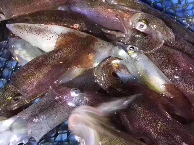 鱿鱼料理展示图