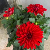 大丽花