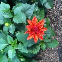 小丽花