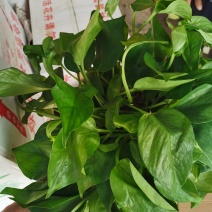 绿萝