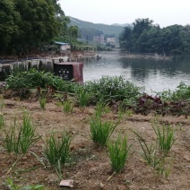 土鸭蛋