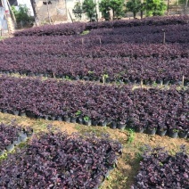 园林绿化苗木红继木树苗庭院植物花卉花苗美化工程红继木