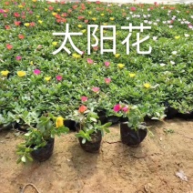太阳花，规格齐全，颜色多种基地直销，常年供应各种草花苗木