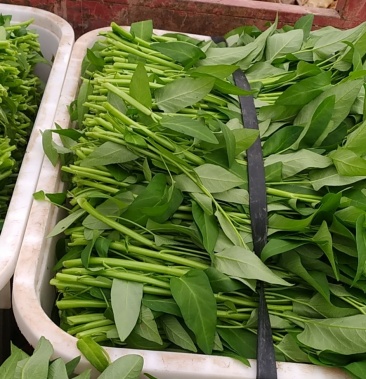 [空心菜批发]空心菜基地直供价格1.50元/斤 - 一亩田