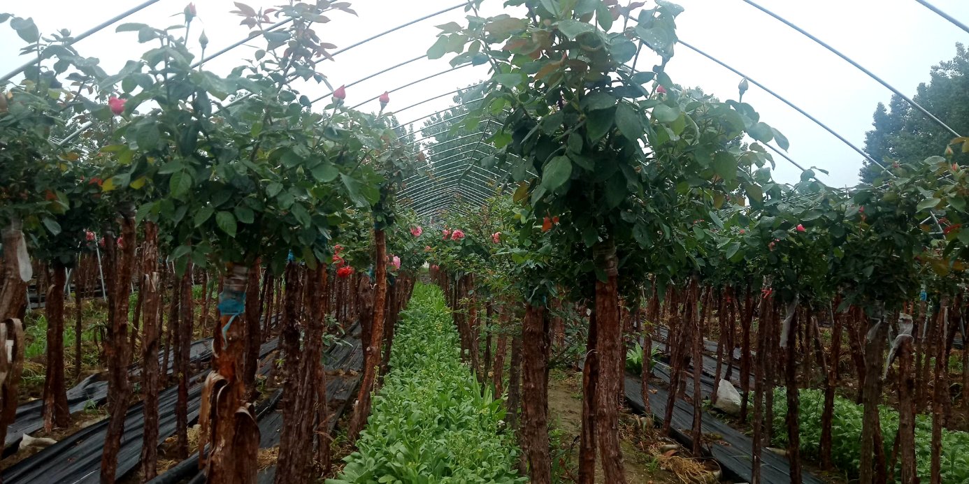 一张展示桌上陈列着以红双喜月季为原料的多种深加工产品:玻璃瓶装玫瑰纯露、手工压制干花书签、粉色香薰蜡烛、真空包装的食用级干花瓣、以及一瓶透明精油,背景为现代化生产车间,体现产业链延伸能力 红双喜月季深加工产品展示