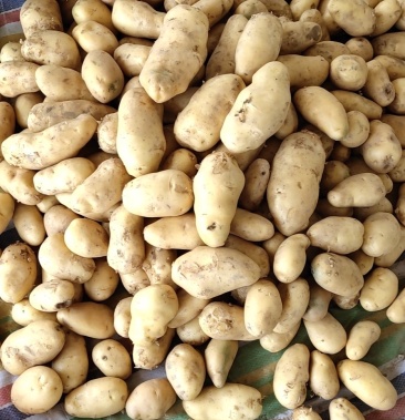 [荷兰十五土豆批发]马玲薯价格1.00元/斤 - 一亩田