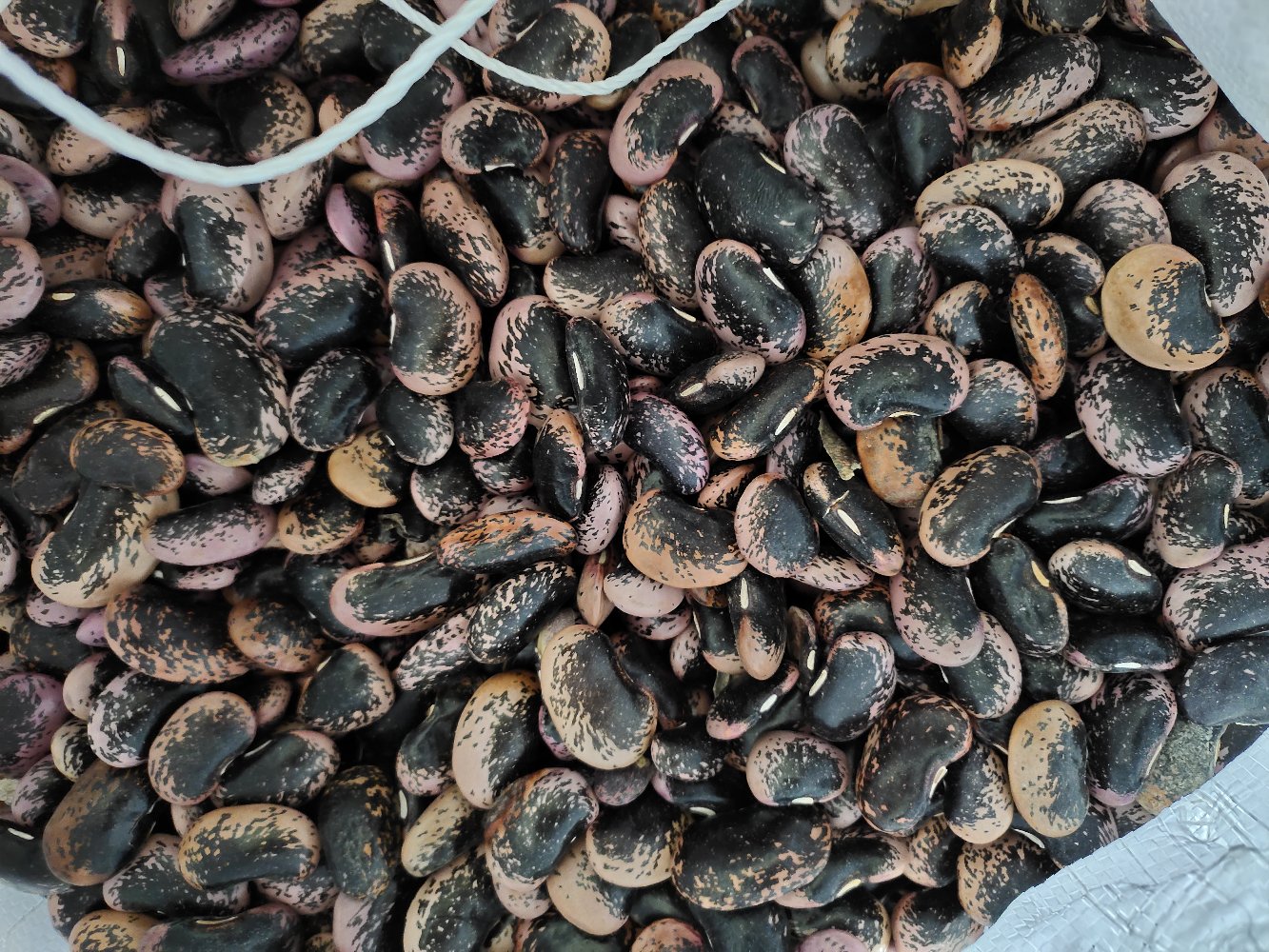 不同扁豆品种外观对比图 扁豆品种对比图