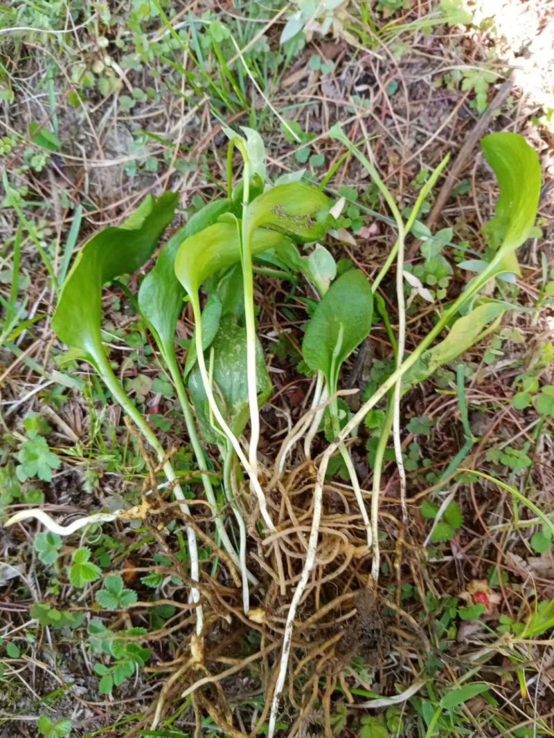一支箭纯野生,干货鲜货都可以