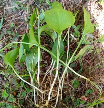 一支箭纯野生干货鲜货都可以