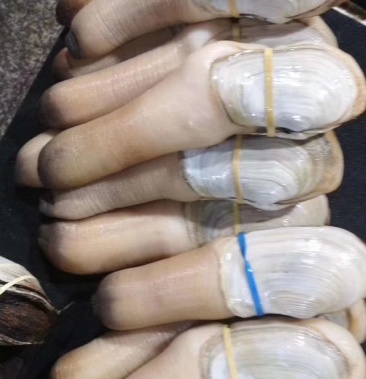 [象拔蚌批发]加州象拔蚌价格120.00元/斤 - 一亩田