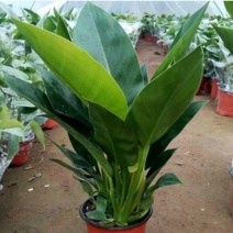 大叶金钻红钻四季常青吸甲醛植物大型绿植盆栽室内高档盆