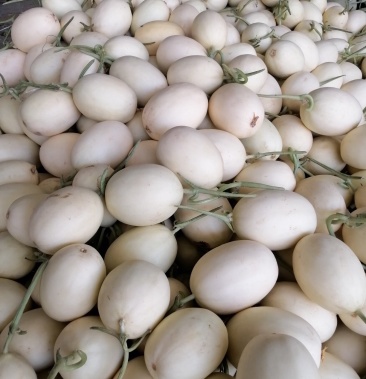 东方蜜1号红玉甜瓜超红甜瓜以上市河南内黄