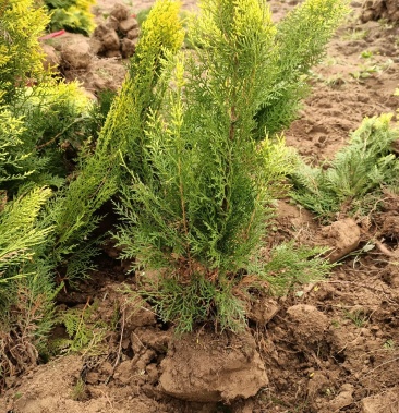 江苏柏树苗蜀桧龙柏洒金柏50100公分高成活率高